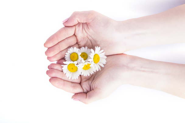 chamomile in the hand - Fotografie, Obrázek