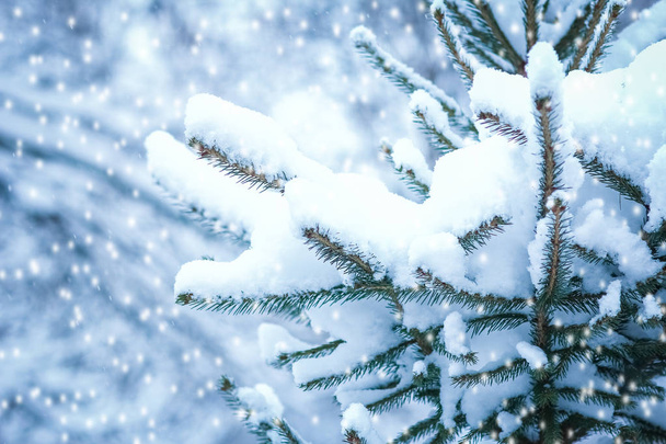 krásná vánoční větev v zimě o přírodě v parku  - Fotografie, Obrázek
