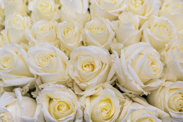 Fresh white roses background. A huge bouquet of flowers. The best gift for women. - Photo, Image