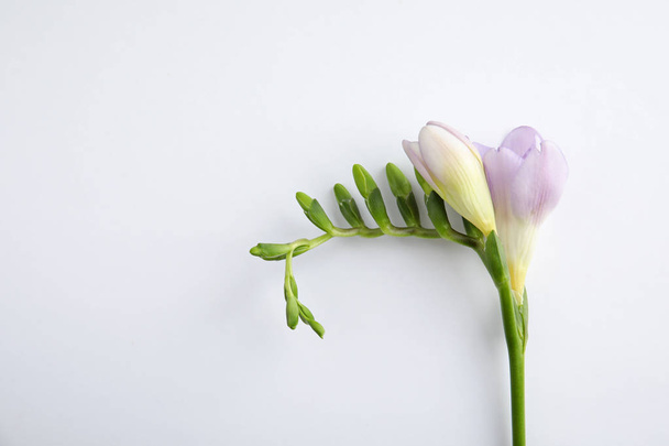 Beautiful freesia with fragrant flowers on white background, top view - Foto, immagini