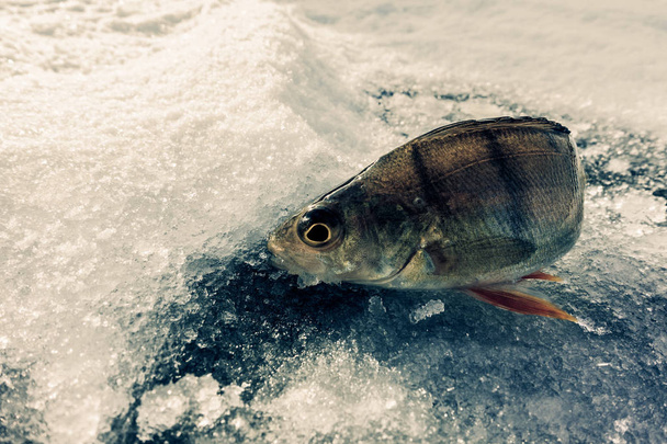 buz gelen kış balıkçılık - Fotoğraf, Görsel