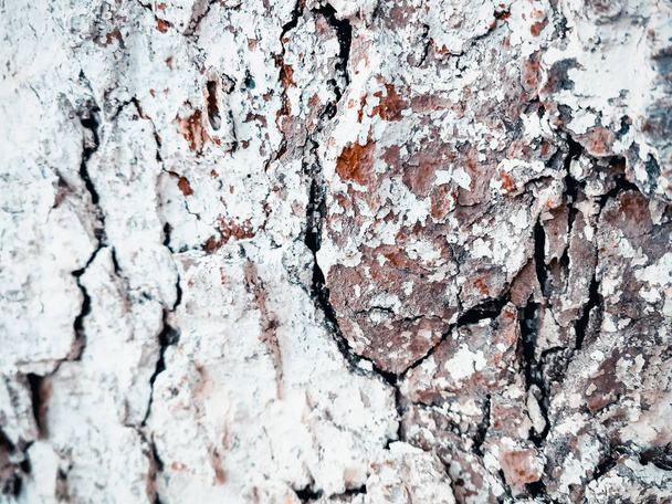 фон текстуры коры дерева - Фото, изображение