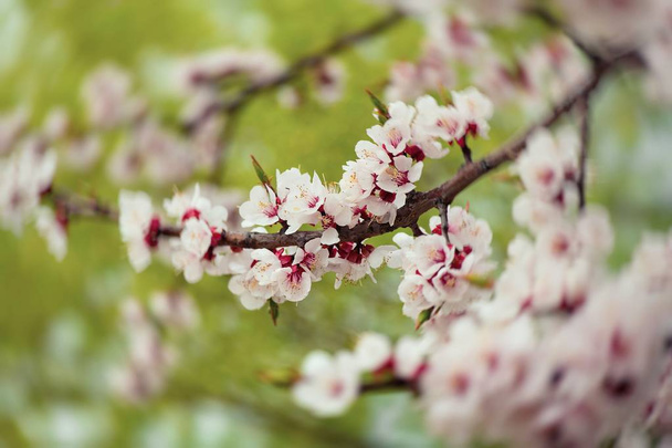 abrikoos bloem lente natuur close-up macro  - Foto, afbeelding
