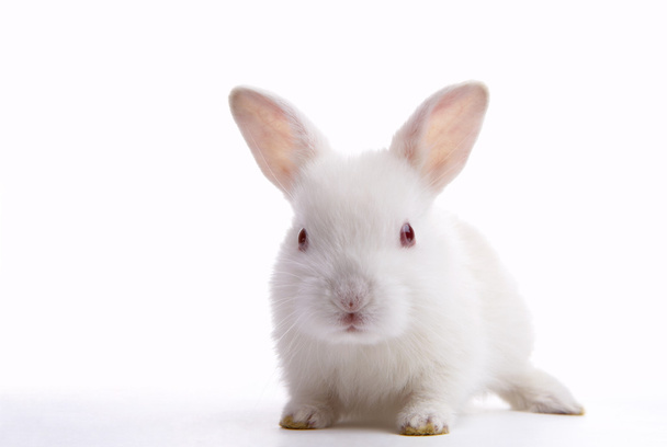 Vue d'un joli petit lapin solitaire sur fond blanc
 - Photo, image