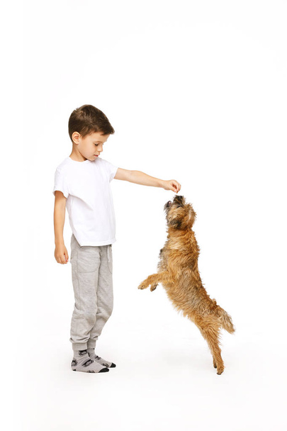 小さな男の子は犬のスタジオショットを訓練しています  - 写真・画像