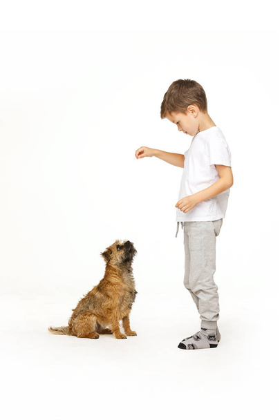 小さな男の子は犬のスタジオショットを訓練しています  - 写真・画像