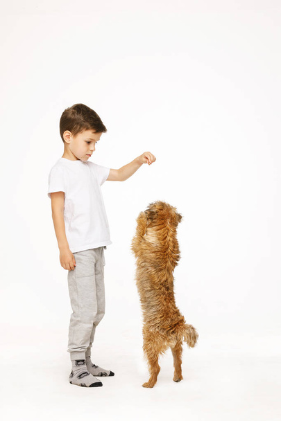 little boy is training the dog studio shot  - 写真・画像