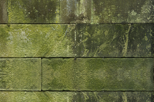 Moss green grass background texture design - Photo, Image