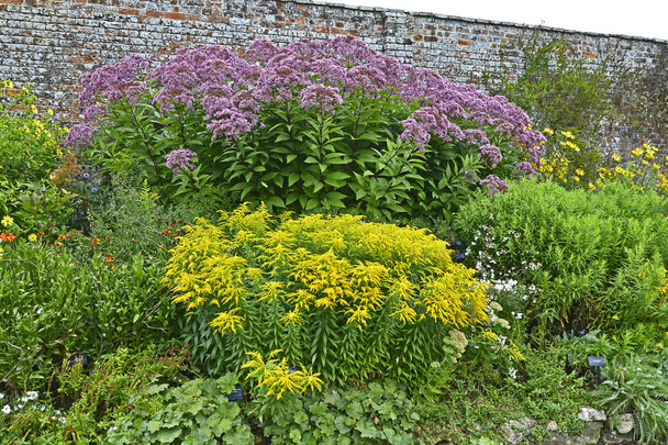 Colorful garden border with Large Eupatorium maculatum and Solidago - Photo, Image