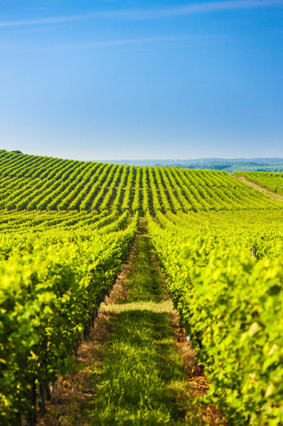 vinice u Villany, Maďarsko - Fotografie, Obrázek