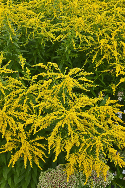 Close up of flowering Solidago 'Golden Showers' in a country garden - Photo, Image