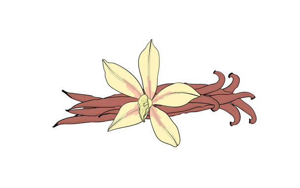 Vanilla flower and pod. An isolated spice. Vanilla Flavoring - Vektor, obrázek