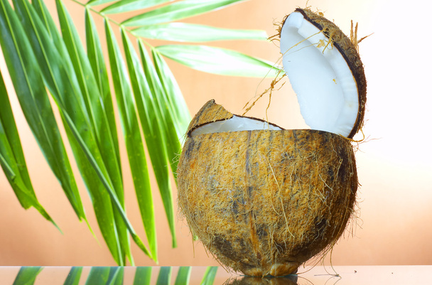 Close up view of big coconut sprout on the beach - Φωτογραφία, εικόνα