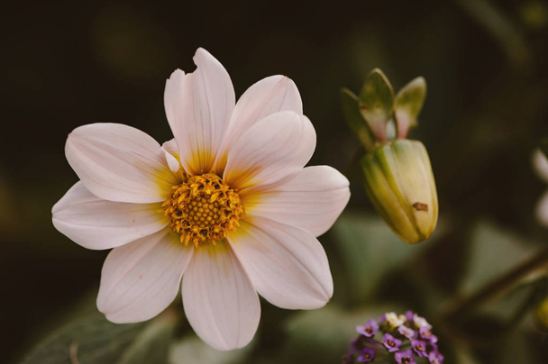 White flower with yellow center and wavy petals (Dahlia). Green bud. - Foto, afbeelding