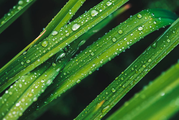 Mooi levendig glimmend groen gras met dauwdruppels close-up met Kopieer ruimte. Puur, aangenaam, mooi groen met regendruppels in zonlicht in macro. Achtergrond van groene getextureerde planten in regen weer. - Foto, afbeelding