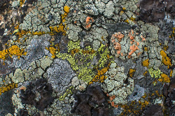 The texture of moss and lichen (Map another world) - Photo, Image
