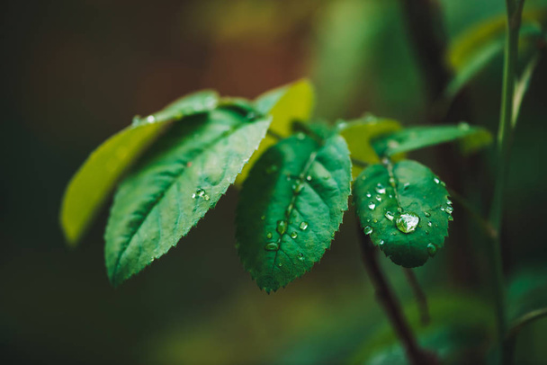 露がコピースペースでクローズアップドロップと濃い緑色の葉。マクロの影に雨滴が入った豊かな緑。雨天時の緑のテクスチャー植物の自然な背景。雨の森のヴィンテージフローラ. - 写真・画像