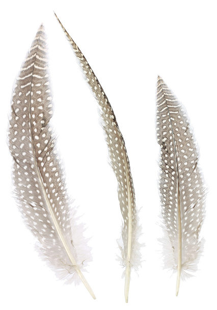 Different angles of the Pheasant feathers collection - Foto, immagini