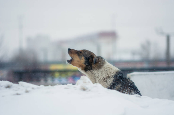 The yard dog sits in the snow in winter. The dog howls from the cold and hopelessness. - Photo, Image