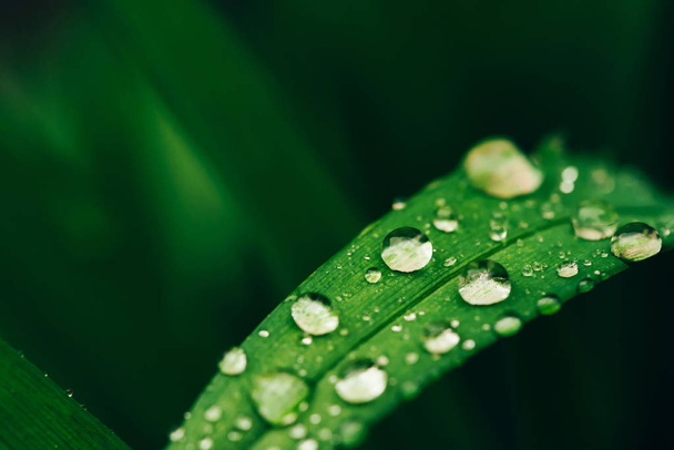 Beautiful vivid shiny green grass with dew drops close-up with copy space. Pure, pleasant, nice greenery with rain drops in sunlight in macro. Background from green textured plants in rain weather. - Foto, imagen