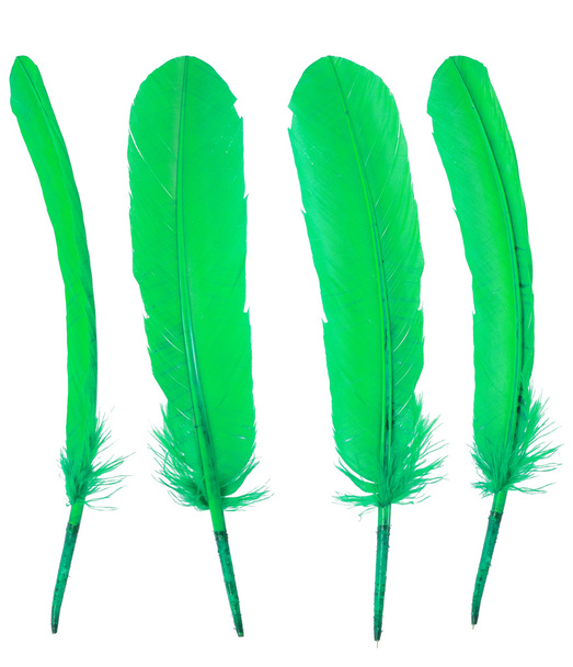 Different angles of green goose feather collection - Foto, immagini