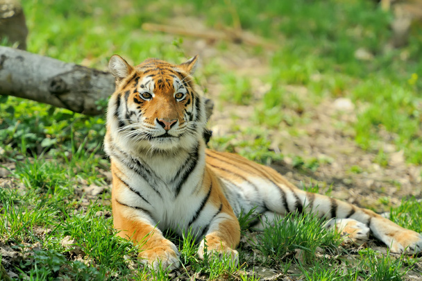 Tiger - Photo, Image