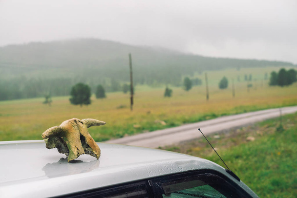 Natuurlijke schedel van koe close-up op zilveren auto dak op de achtergrond van gras en bomen in bergachtig terrein in bewolkt weer. Oude grunge gehoornde cranium van dode dier op auto op natuur in mist. - Foto, afbeelding