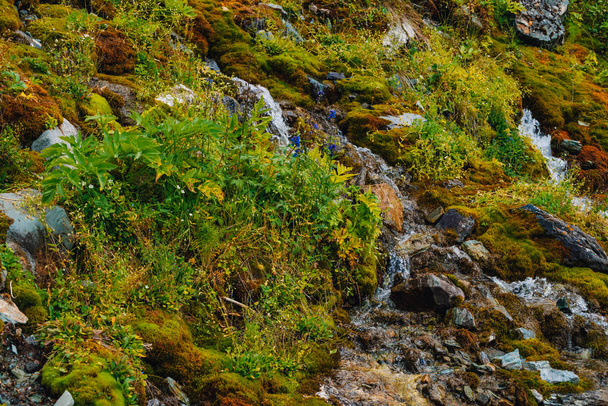Rich flora of highlands. Red and green mosses, colorful plants, lichens, small waterfall from rock. Spring water on mountainside. Amazing natural background with beautiful vegetation of mountains. - Fotoğraf, Görsel