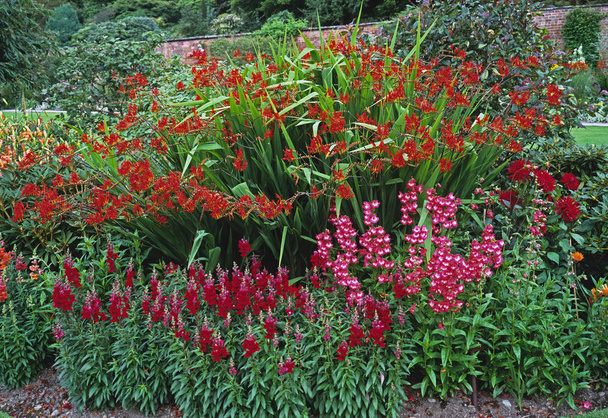 Borda de flor vermelha com crocosmia, penstemon e antirrrhinum em um jardim rural
 - Foto, Imagem