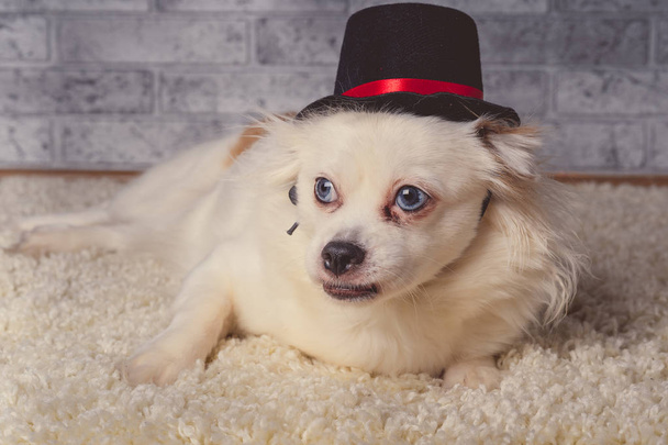 Roztomilý bílý pes v klobouku, ležící na drobném bílém Chlupaté psovi s modrými oči v malém černém klobouku položených na bílém koberci - Fotografie, Obrázek