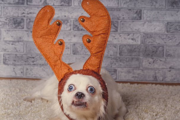 Little dog in reindeer horns on carpetFunny small white dog with wide blue eyes lying on background of brick wall in toy reindeer horns - Photo, Image