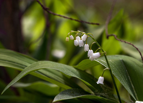 Lilies of the valley. Herb with fragrant white bells flowers. Dew drops. Morning.  Spring. - Photo, Image