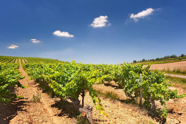 Vineyard in full sun with a row of fluffy white clouds in a blue sky. - Foto, afbeelding