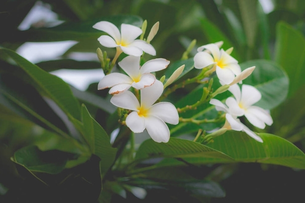 Plumería blanca o frangipani. Dulce aroma de Plumeria fl blanca
 - Foto, imagen