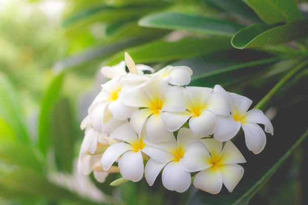 Λευκό Plumeria ή frangipani. Γλυκό άρωμα από άσπρα Plumeria fl - Φωτογραφία, εικόνα