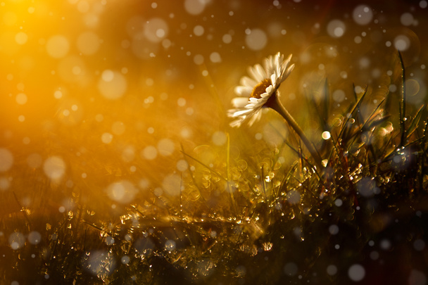 Beautiful wild flower in the forest after rain and sunset - Photo, Image