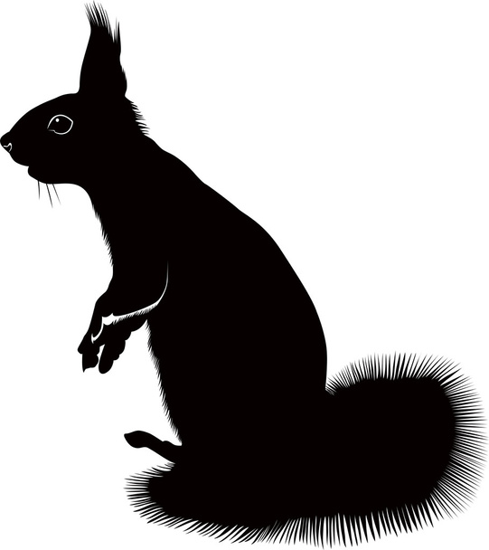écureuil animal
 - Vecteur, image