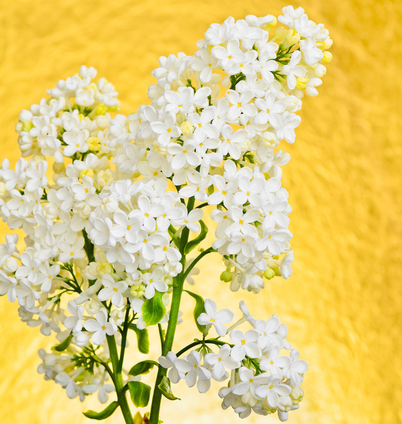 Сирень обыкновенная, белая сирень
 - Фото, изображение