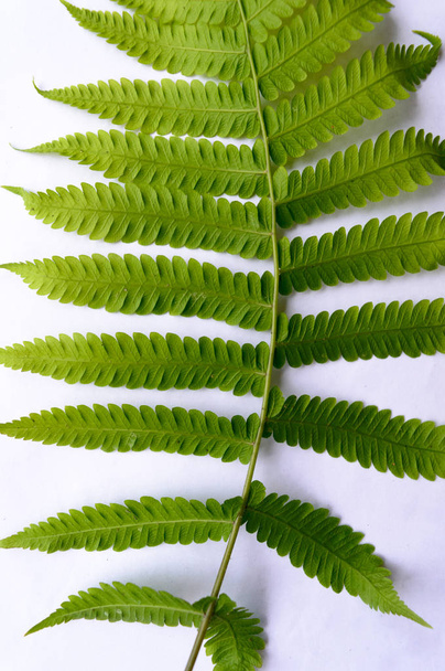 Close up of Compound Pinnate green leaves, leaflets in rows, two at tip. White background. Vertical formation. Abstract vain texture. Bright lit by sunlight. Use as space for text or image backdrop. - Photo, Image