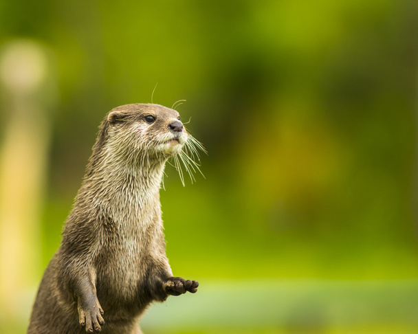 An oriental small-clawed otter - Photo, Image