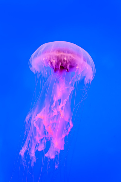 Underwater image of jellyfishes - Фото, изображение