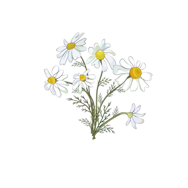 A bouquet of field daisies isolated against a white background. Vector - Vector, afbeelding