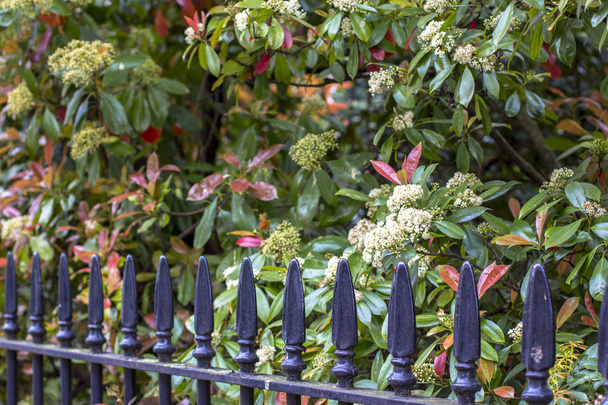 Cerca de hierro negro y jardín. Valla de pavimento típica de Londres
 - Foto, imagen