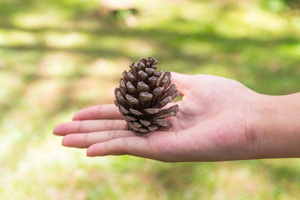 pine cones in hand - Photo, Image