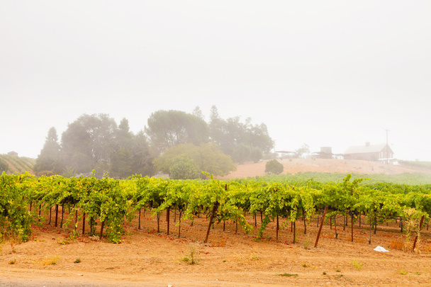 Виноградник культуры ландшафт в тумане. Долина Напа. Калифорния
. - Фото, изображение