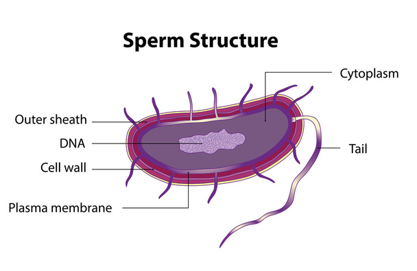 Sperma-felépítése - Vektor, kép