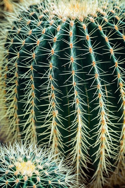 cactus - Foto, Imagem