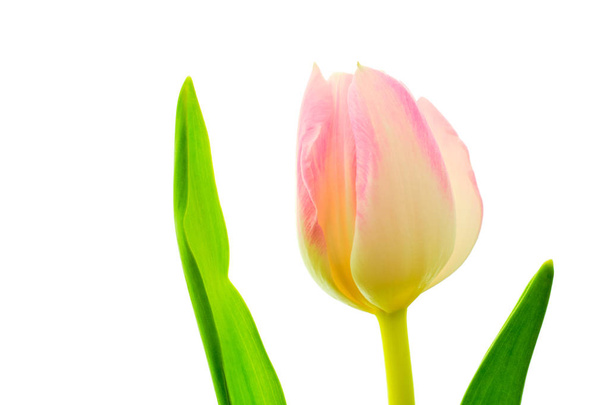 Multicolored tulip on white - Photo, Image