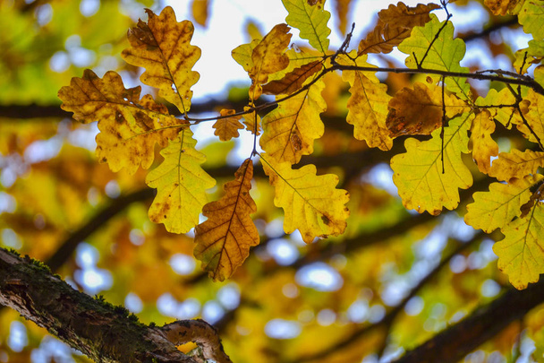 Дубові гілки з осіннім кольором листя крупним планом. жовте, червоне, зелене осіннє листя
 - Фото, зображення