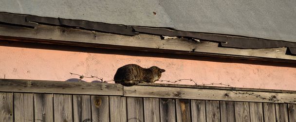 Street cat sleeping on the fence with barbed wire - Photo, Image